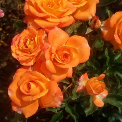 Ruža čajevka Ambasador